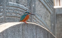 小翠鸟（十四）