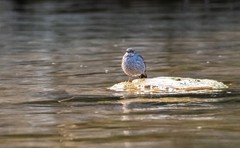 红尾水鸲（九）