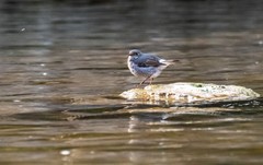 红尾水鸲（九）