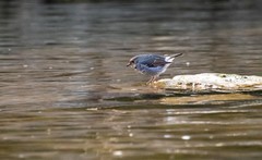 红尾水鸲（九）