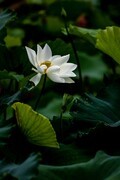 重瓣荷花-8