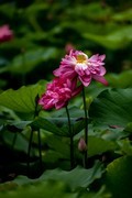重瓣荷花-8