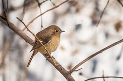 北红尾鸲雌鸟（一）
