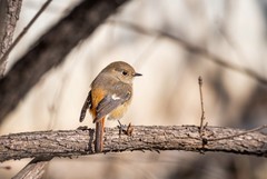 北红尾鸲雌鸟（一）