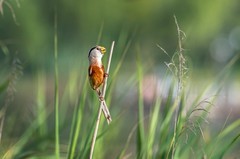 震旦鸦雀（三十八）