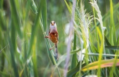 震旦鸦雀（三十八）