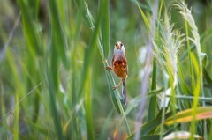 震旦鸦雀（三十八）