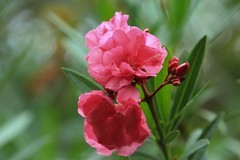 拍摄花卉一（810）