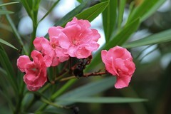 拍摄花卉一（810）