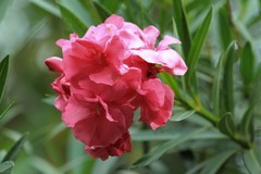 拍摄花卉一（810）