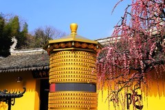 永嘉普安禅寺龙梅