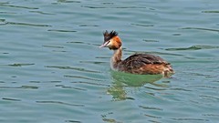 帆赛基地-凤头鸊鷉