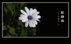 蓝目菊花分外娇，犹如灵动大眼睛