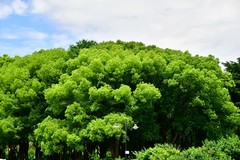 世纪公园夏日美