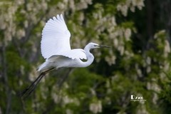 鹭岛里的白鹭（53）