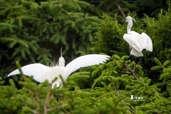 鹭岛里的白鹭（53）