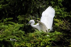 鹭岛里的白鹭（53）