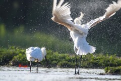 庄河鹭泊湖（75）