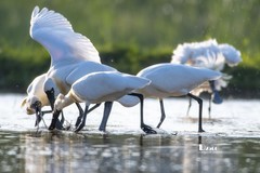 庄河鹭泊湖（75）