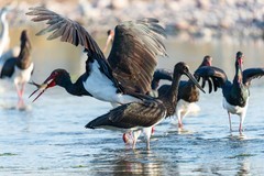 绵蔓河的黑鹳回来了（2）