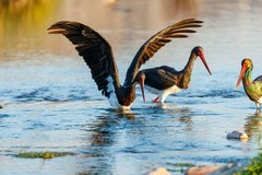 绵蔓河的黑鹳回来了（2）