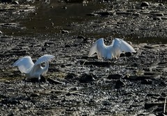 白鹭（8）