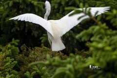 鹜岛里的白鹭（92）