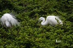 鹜岛里的白鹭（92）