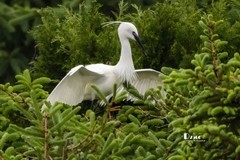 鹜岛里的白鹭（92）