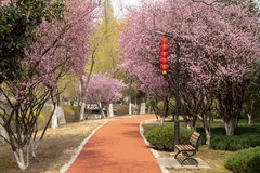 庐州印象（605）