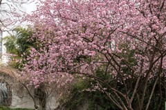 庐州印象（605）