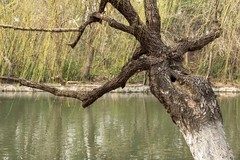 庐州印象（605）