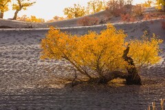 外出随拍（684）.