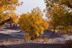 外出随拍（684）.