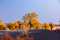 外出随拍（684）.