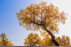 外出随拍（686）.