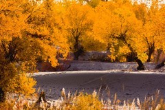 外出随拍（686）.