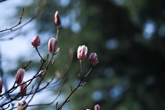 永恒的主题——春花