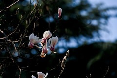 永恒的主题——春花