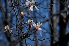 永恒的主题——春花