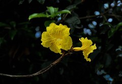 2026花卉植物赏析———黄花风铃木【5】