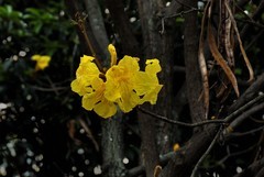 2026花卉植物赏析———黄花风铃木【5】