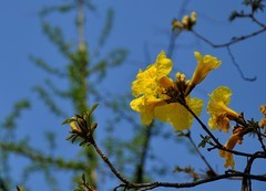 2026花卉植物赏析———黄花风铃木【5】