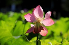 荷花 (70)