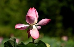 荷花 (70)