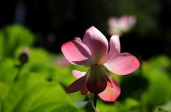 荷花 (70)