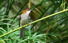 公园的矮脚鹎（2）