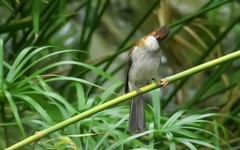 公园的矮脚鹎（2）