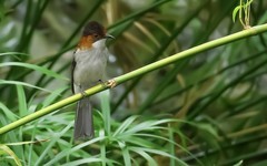 公园的矮脚鹎（2）