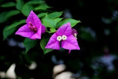 鲜花庆国庆（五）